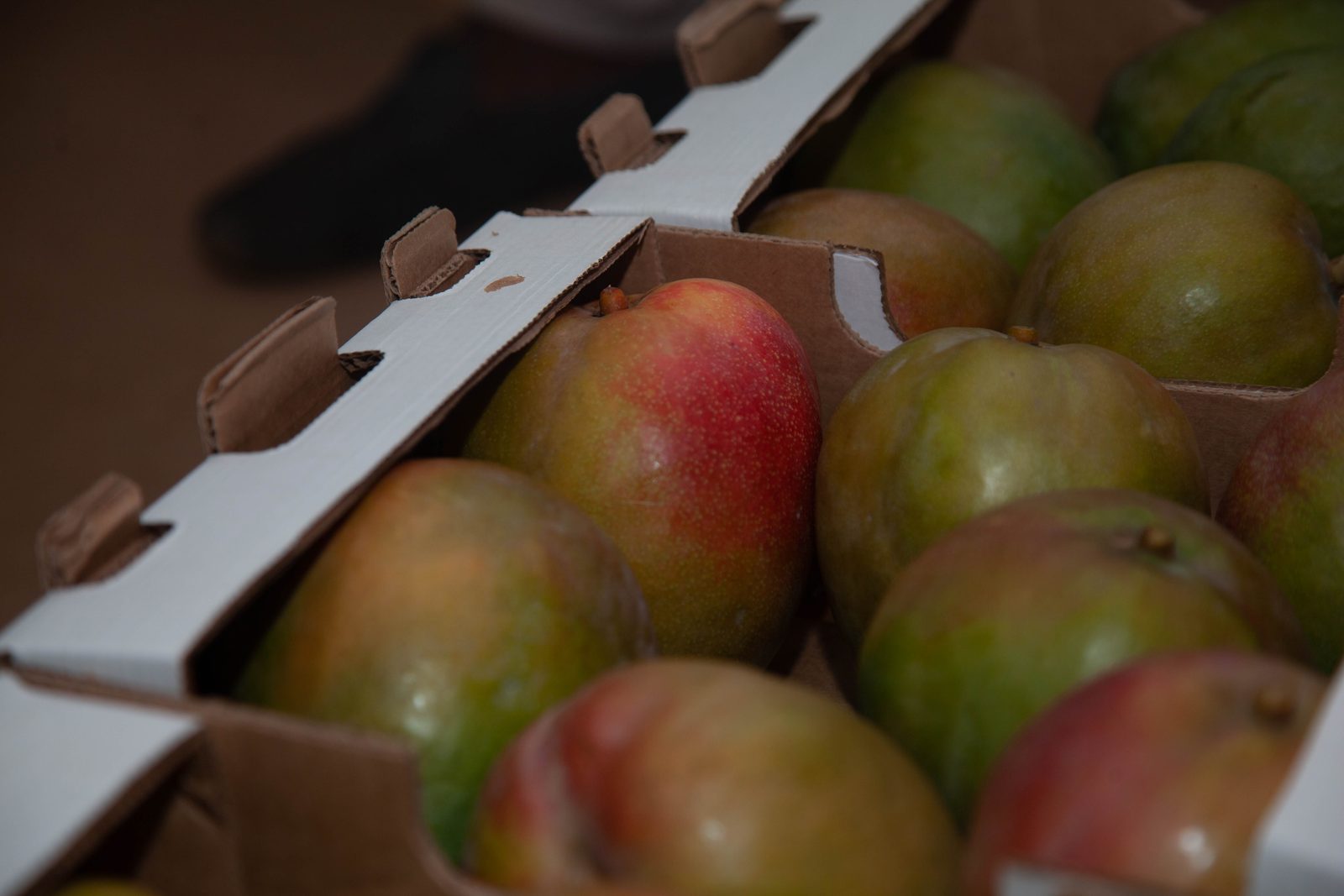Mangues mûres rangées dans un carton d'export, lumière douce