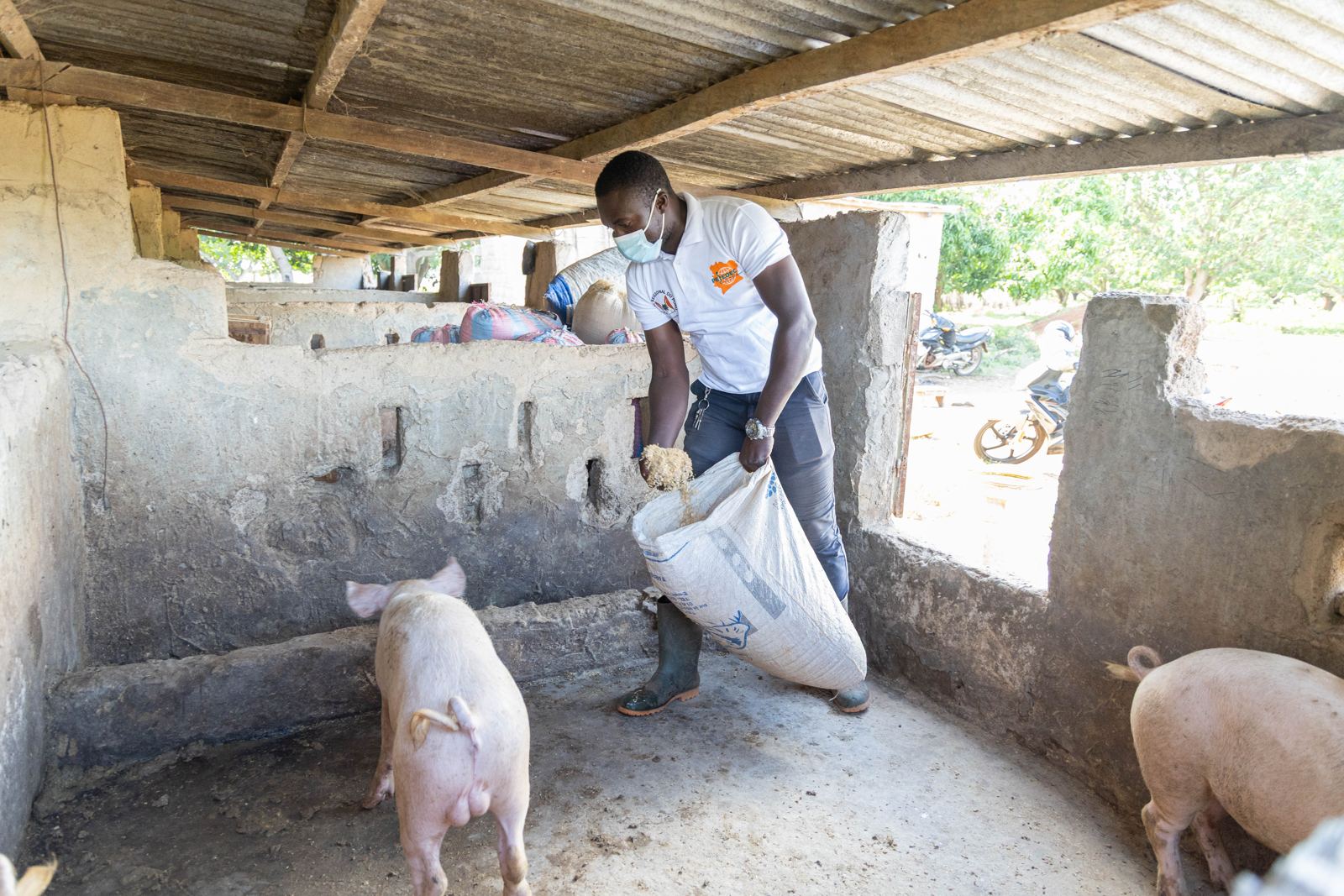 Un éleveur nourrit les porcs dans l'enclos